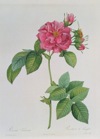 Rosa Turbinata, de 